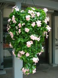 Vinca Rosea